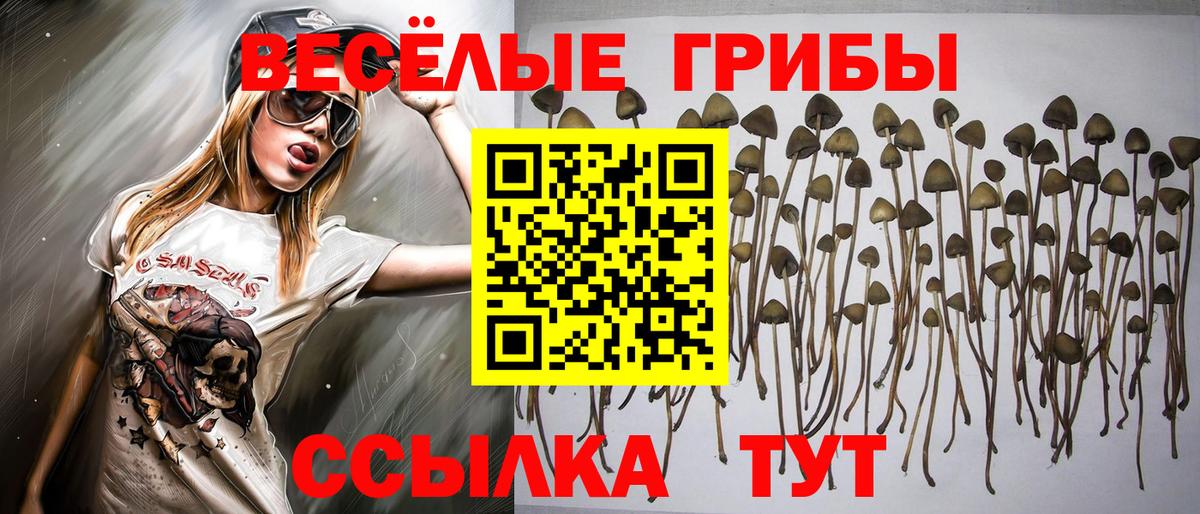 Галлюциногенные грибы Psilocybe Кохма